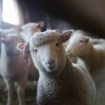 Turismo rural em fazendas: como aproveitar melhor esta experiência?