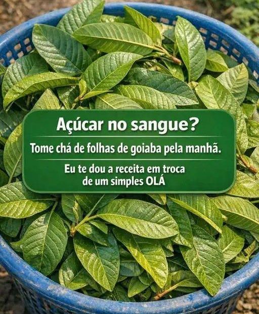 Chá de goiaba para abaixar o açúcar no sangue