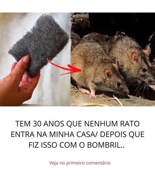 30 Anos sem Rato na minha casa depois que fiz isso com bombril