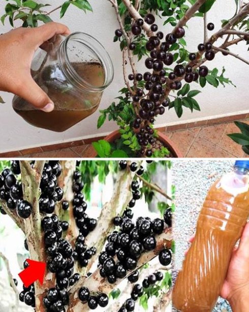 Adubo que Vale Ouro para Jabuticabeira Frutificar Muito