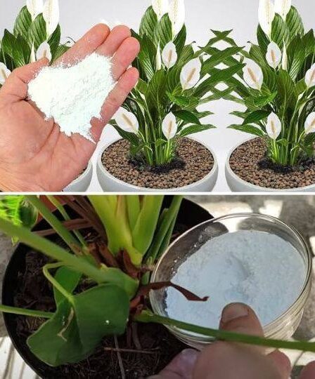 Mistura para Florescer Sem Parar